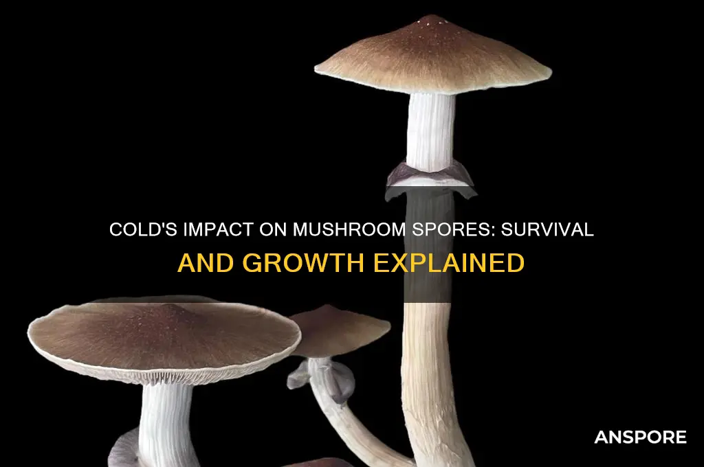 are mushroom spores affected by cold