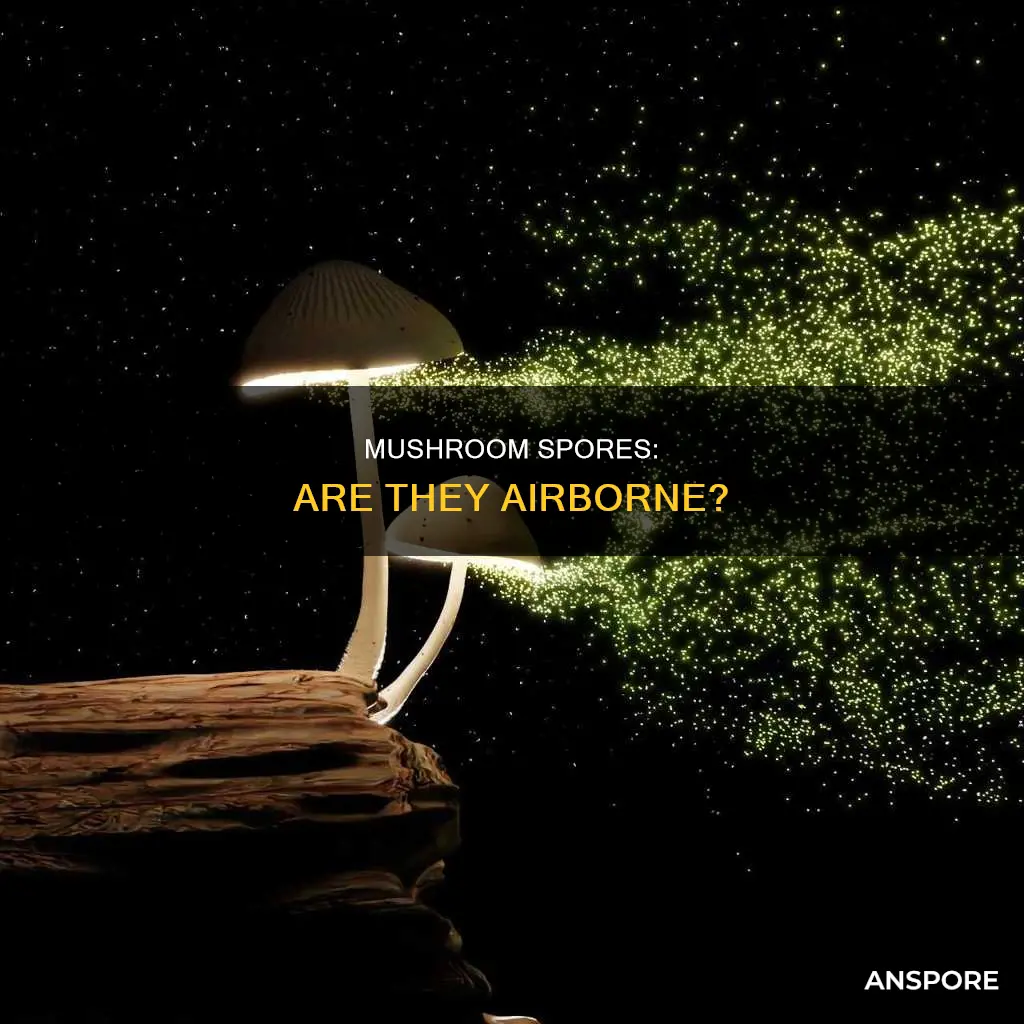 are mushroom spores airborne