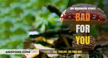 Are Mushroom Spores Harmful? Unveiling the Truth About Their Effects