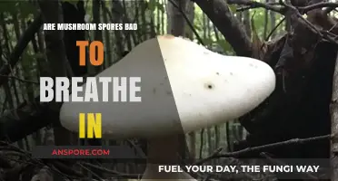 Breathing Mushroom Spores: Health Risks and Safety Concerns Explained