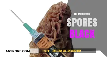 Mushroom Spores: Why Are They Black?