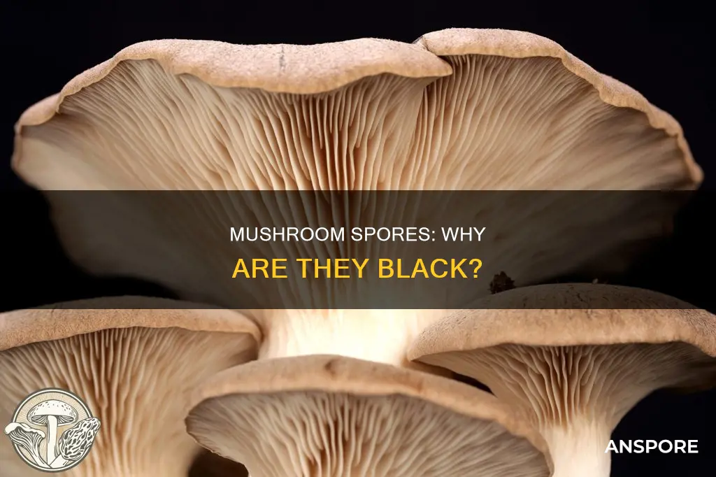 are mushroom spores black