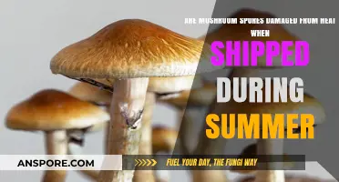 Summer Shipping: Do Heat-Exposed Mushroom Spores Remain Viable?