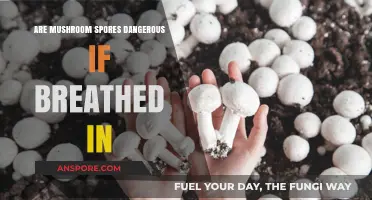 Breathing Mushroom Spores: Uncovering Potential Health Risks and Safety Tips