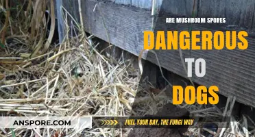 Mushroom Spores and Dogs: Understanding Potential Dangers and Safety Tips