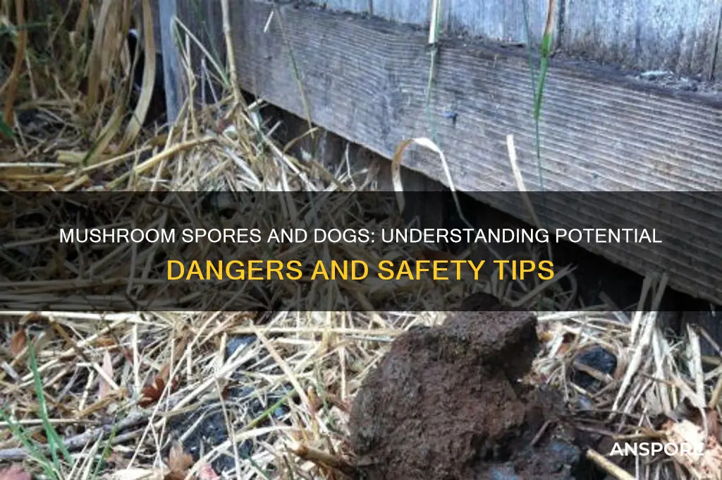are mushroom spores dangerous to dogs