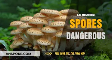 Mushroom Spores: Are They a Health Risk?