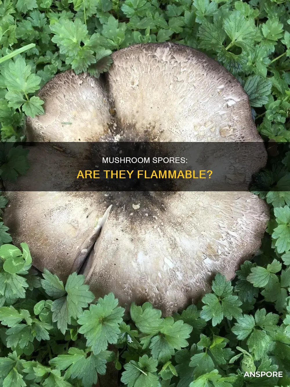 are mushroom spores flammable
