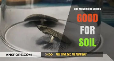 Mushroom Spores: Unlocking Soil Health and Fertility Benefits