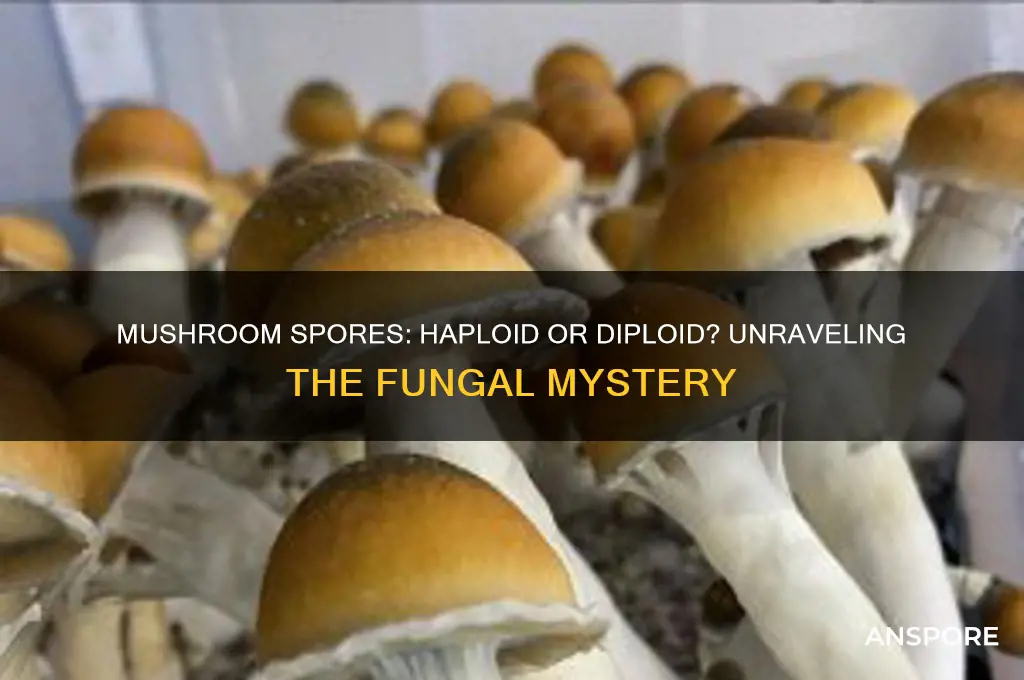 are mushroom spores haploid or diploid