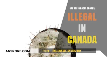 Are Mushroom Spores Legal in Canada? Understanding the Current Laws