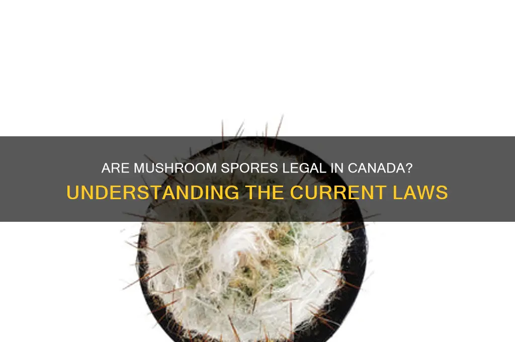 are mushroom spores illegal in canada