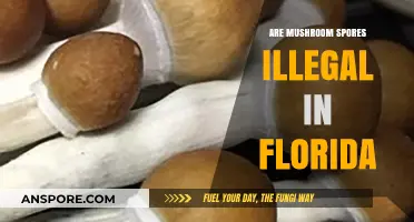 Are Mushroom Spores Illegal in Florida? Understanding the Legal Status