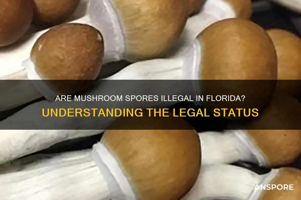 are mushroom spores illegal in florida