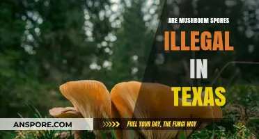 Are Mushroom Spores Illegal in Texas? Legal Insights and Facts
