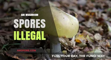 Mushroom Spores: Are They Legal?