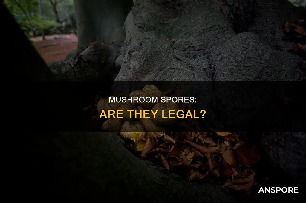 are mushroom spores illegal