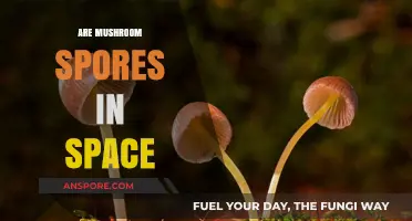 Mushroom Spores: The Space Exploration