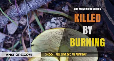 Does Burning Mushroom Spores Kill Them? Exploring the Science Behind It