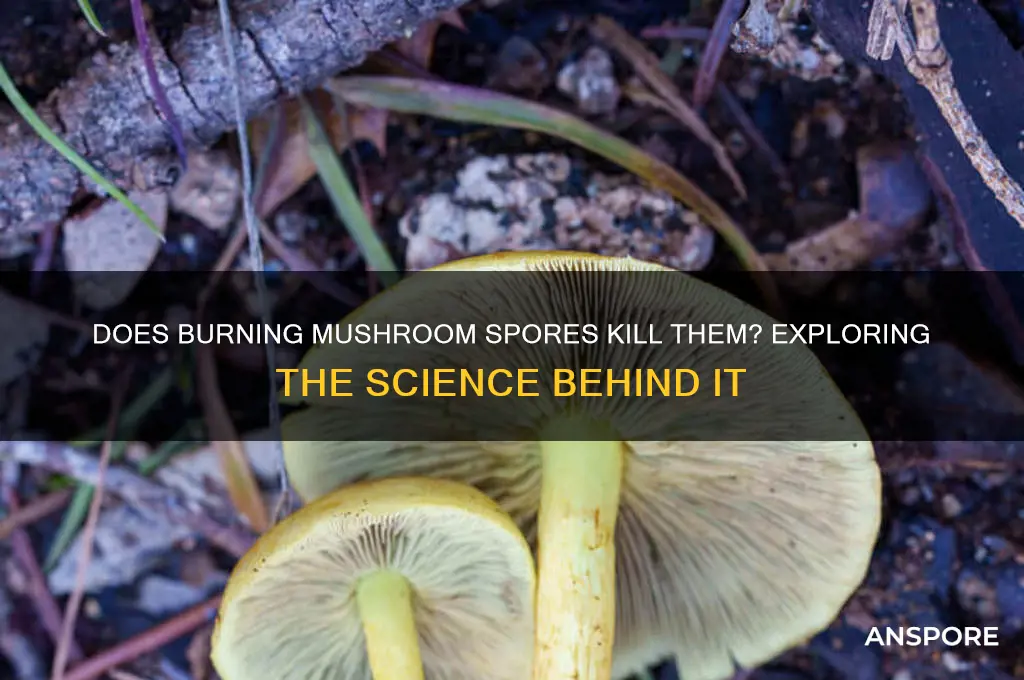 are mushroom spores killed by burning