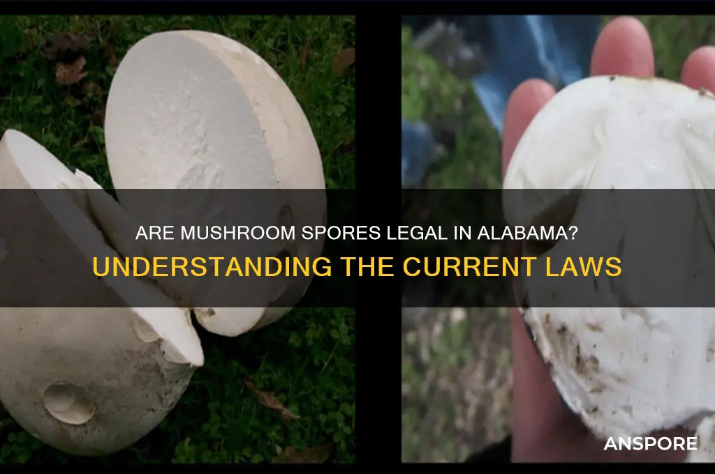 are mushroom spores legal in alabama