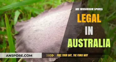Are Mushroom Spores Legal in Australia? Understanding the Current Laws