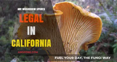 Are Mushroom Spores Legal in California? Understanding the Current Laws