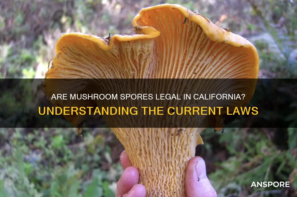 are mushroom spores legal in california