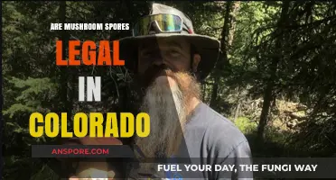 Are Mushroom Spores Legal in Colorado? Understanding the Current Laws