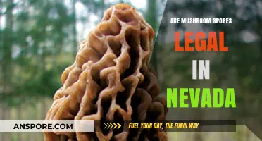 Are Mushroom Spores Legal in Nevada? Understanding the Current Laws