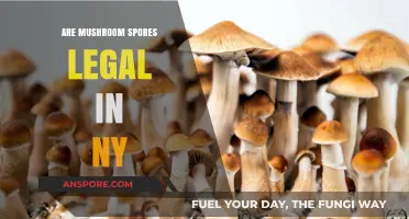 Are Mushroom Spores Legal in NY? Understanding the Current Laws
