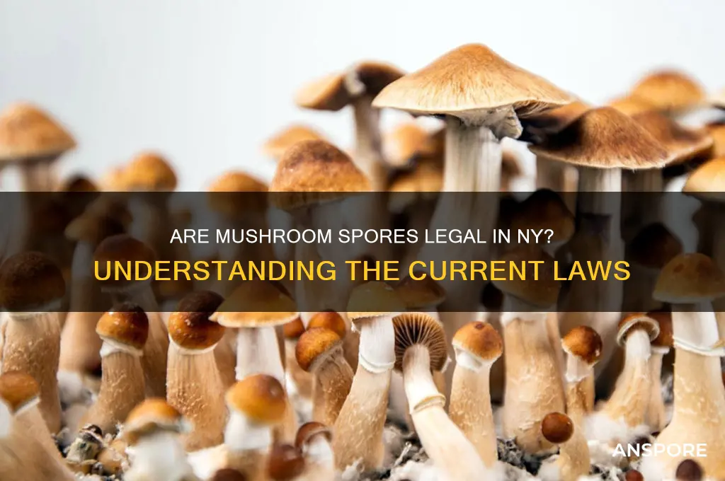 are mushroom spores legal in ny