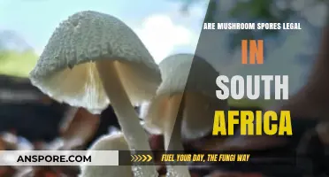 Are Mushroom Spores Legal in South Africa? Exploring the Law