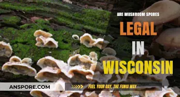 Are Mushroom Spores Legal in Wisconsin? Understanding the Current Laws