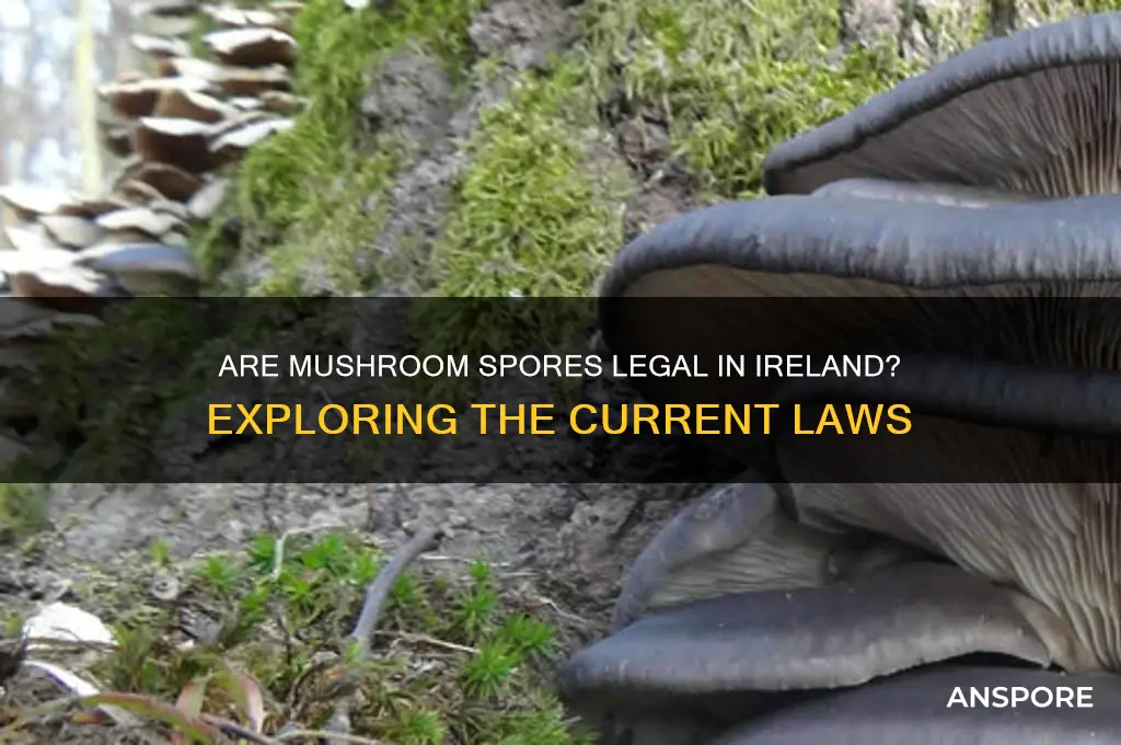 are mushroom spores legal ireland