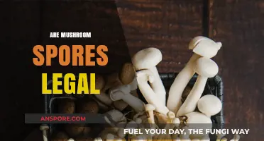 Are Mushroom Spores Legal? Exploring the Legalities and Loopholes