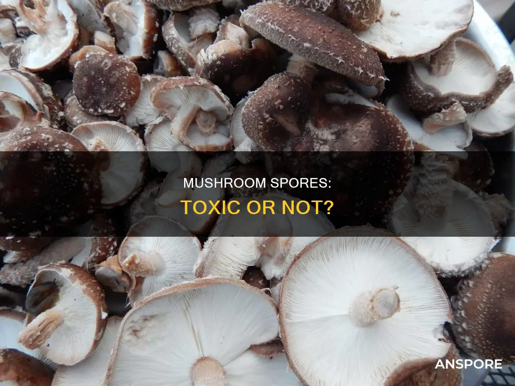 are mushroom spores toxic