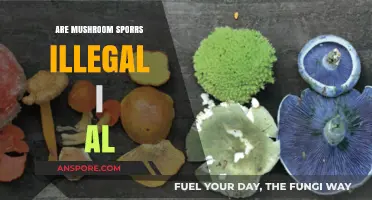 Are Mushroom Spores Legal in Alabama? Understanding the Law