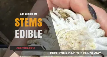 Can You Eat Mushroom Stems? A Complete Edibility Guide
