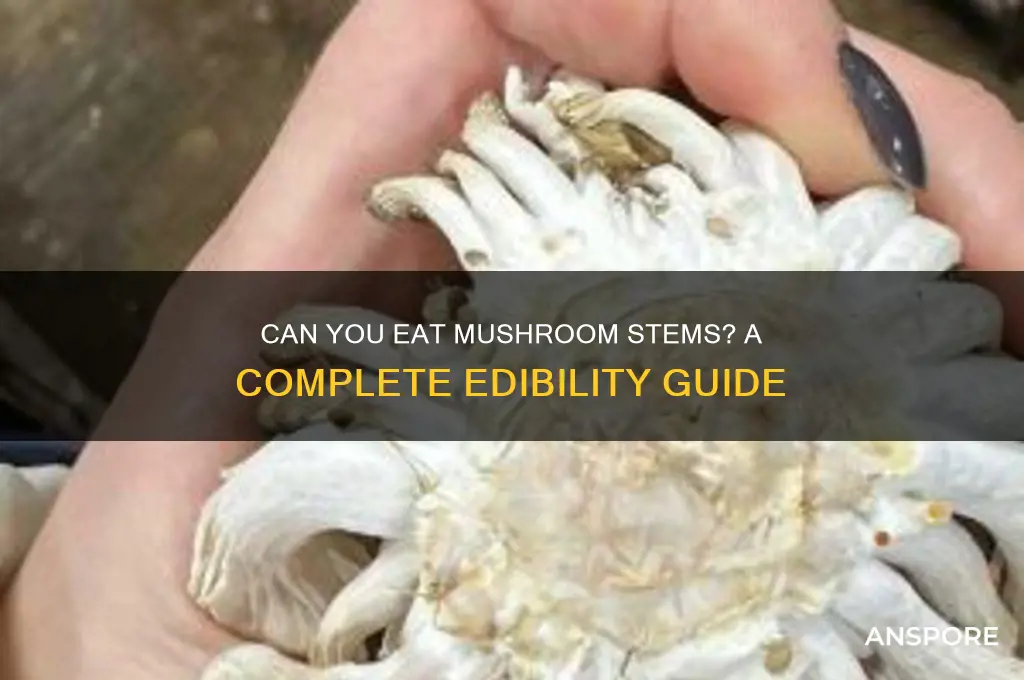are mushroom stems edible