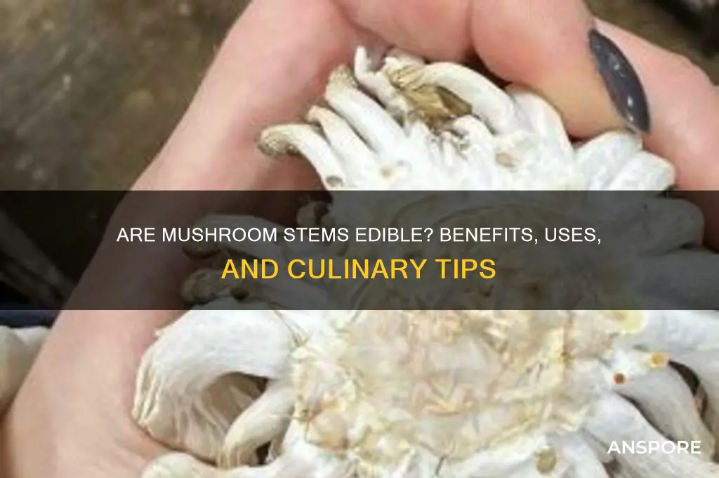 are mushroom stems good