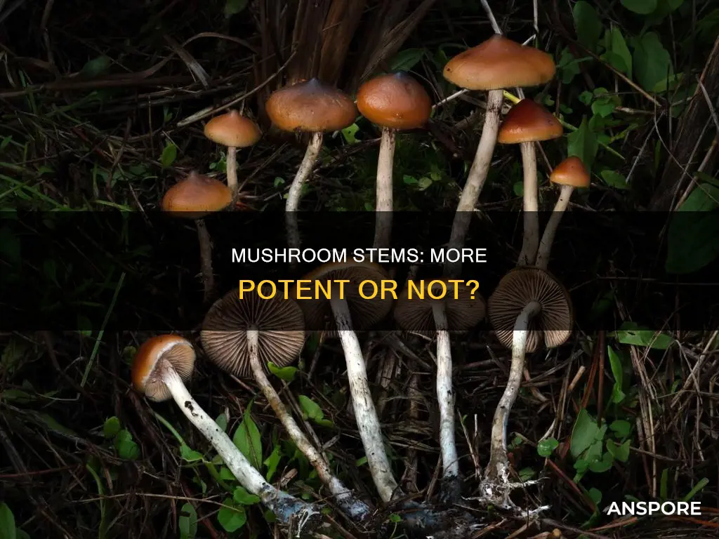 are mushroom stems more potent