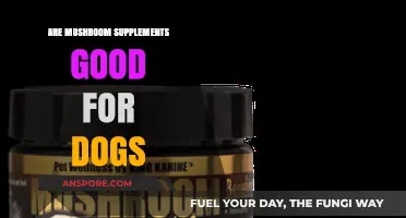 Mushroom Supplements for Dogs: Benefits, Safety, and Expert Advice