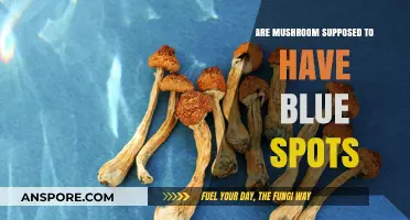 Blue Spots on Mushrooms: What Do They Mean and Are They Safe?