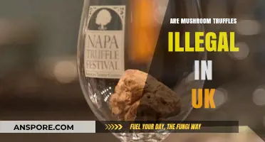 Are Mushroom Truffles Illegal in the UK? Legal Insights