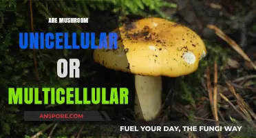 Mushrooms: Multicellular Marvels of the Fungi Kingdom