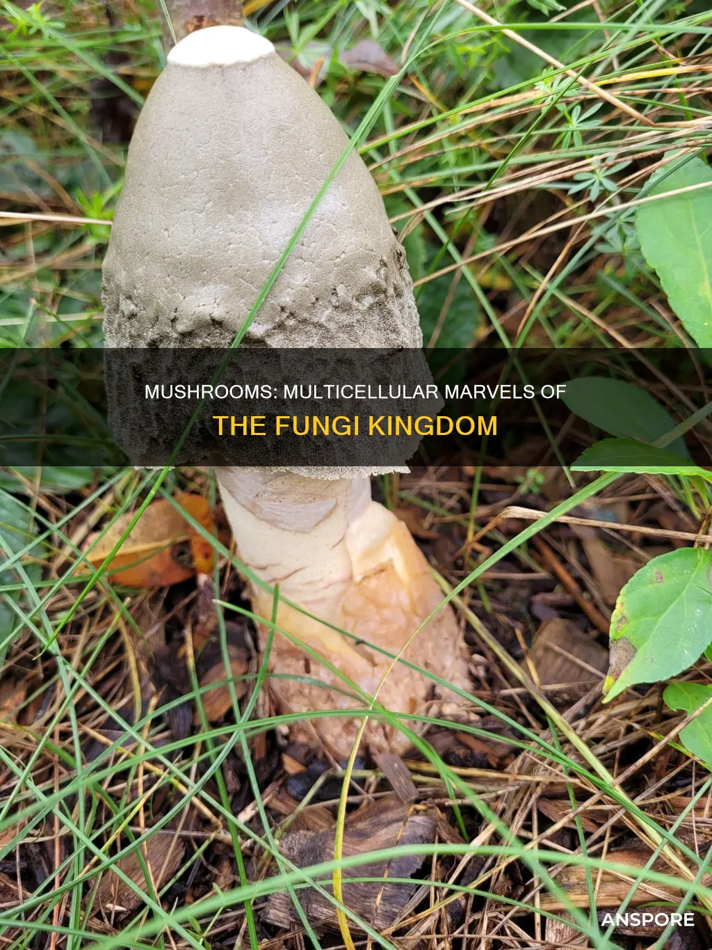 are mushroom unicellular or multicellular
