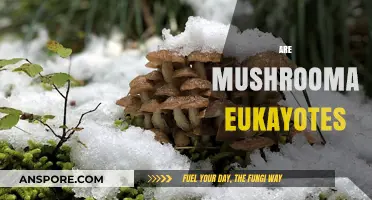 Mushrooms: Complex Eukaryotes or Not?