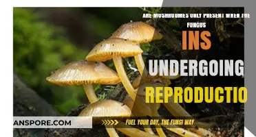 Mushrooms and Fungal Reproduction: Unveiling the Connection