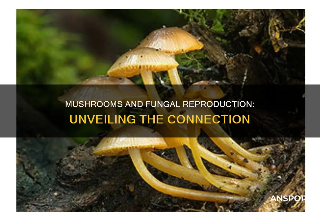 are mushroomes only present when the fungus ins undergoing reproduction